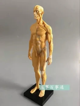 30-сантиметровая компьютерная живопись из смолы, скульптура, мужская модель, анатомия опорно-двигательного аппарата, структура человеческого тела, художественная модель, бесплатные покупки