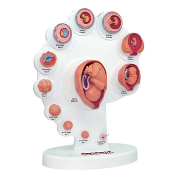 4D Анатомическая модель Развития человеческого эмбриона, Орган роста плода, Обучающие Игрушки Alpinia В Сборе