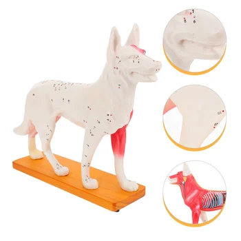 Модель акупунктурной точки для Собак Китайская медицина Обучение акупунктуре Инструменты для студентов Украшение животных