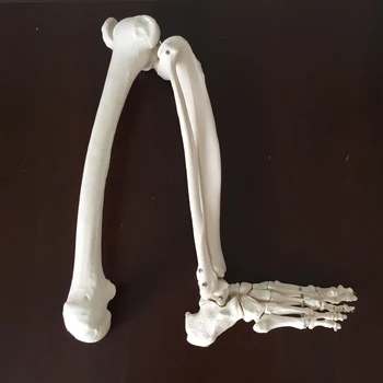 Модель кости нижней конечности 1:1, модели бедренной, большеберцовой и малоберцовой костей