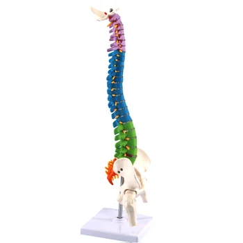 Модель позвоночника человека в натуральную величину, гибкий Спинной мозг 45 см с Подъязычной костью, Нервами, Артериями и Цветными позвонками, Учебная модель