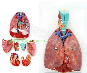 Модель сердечно-легочной анатомии гортани человека модель дыхательной системы уха, носа и горла отделение сердечно-легочной анатомии